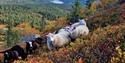 sauer på fjellet om høsten