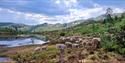 saueflokk på fjellet