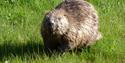 Bever