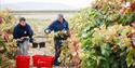 CUNE er et familieeid vinhus etablert i 1879 i Rioja Alta. Vinene deres kombinerer tradisjon og moderne vinmaking – alltid med respekt for naturen og jordsmonnet.