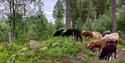 griser i skogen
