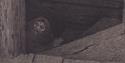 Pesta i trappen theodor kittelsen