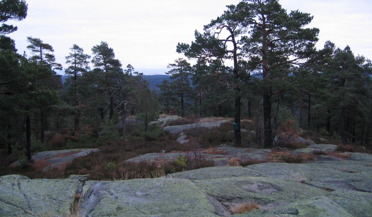 skog og fjell på Hørsfjell