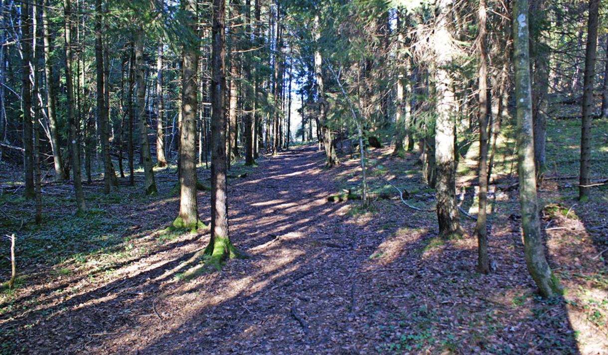 skogen på Tangvald naturreservat