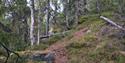 stien opp til Bjørgefjell går gjennom skogsterreng