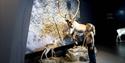 reinsdyrutstilling på Hardangervidda Nasjonalparksenter