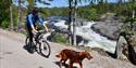 syklist med hund på sykkelveien "gamle Treungenbanen"